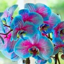 Blue Pink Butterfly Orchid Flower Seeds for Planting – Heirloom, NON-GMO, Easy to Grow Garden Blooms