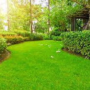 Zoysia Zeon Grass Seed - Premium Lawn Solution for a Lush, Low-Maintenance Lawn