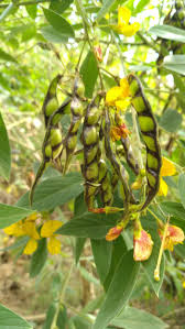 Yellow Cajanus Cajan Flower Seeds for Planting - NON GMO Seeds