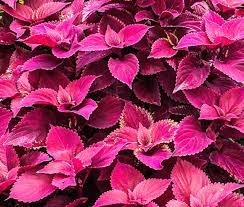 Velvet Coleus Jazz Flower Seeds for Planting - Heirloom and Non-GMO Garden Seeds for planting in home garden