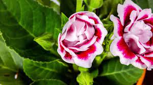 Pink White Gloxinia Flower Planting Seeds for Garden NON GMO Seeds