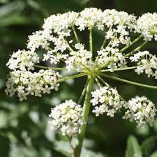 Cicuta Maculata Plant Seeds for Planting - 100 pcs
