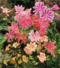 Lewisia Cotyledon Flower Seeds for Planting, 100 pcs