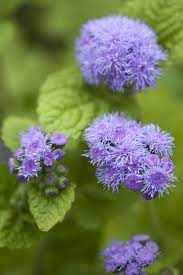 Violet Ageratum Flower Seeds for Planting - Heirloom & Non-GMO garden seeds