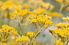 Helichrysum Italicum Plant Seeds for Planting - NON GMO Seeds