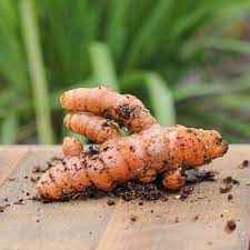 Brown Turmeric Root Seeds for Planting – Fresh, Organic, Non-GMO for Garden