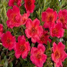 Red Rock Purslane Ruby Tuesday or Calandrinia Flower Seeds for Planting - 100 Pcs pcs