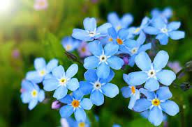 Heirloom Blue Alpine Forget-Me-Not Flower Seeds for Planting, Myosotis Alpestris, Non-GMO