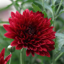 Heirloom Non-GMO Red Chrysanthemum Flower Seeds for Planting ƒ?? Bold Autumn Garden Blooms
