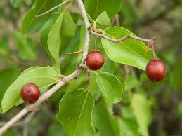 Ziziphus mucronata (Buffalo Thorn) Jujuba Fruit Seeds for Planting - Hardy Tree for Sweet Jujube Fruit , GMO Free
