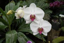 Multi-Colored Butterfly Orchid Flower Seeds for Planting - 100 pcs