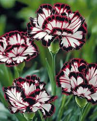 Heirloom Non-GMO Maroon White Carnation Flower Seeds for Planting – Bicolor Fragrant Bloom Seeds - Non-GMO for planting in home garden