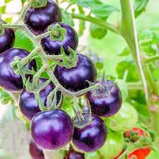 Purple Cherry Tomato Vegetable Seeds for Planting – 100 Pcs pcs