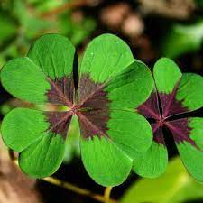 Four Leaf Clover Herb Seeds for Planting-Heirloom & Non-GMO Seeds for planting – Fresh Herb for Your Garden