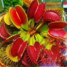 Venus Fly Trap Red Flower Seeds â€“ Heirloom, Non-GMO Seeds for Planting Carnivorous Plants
