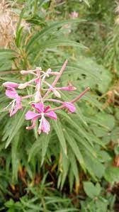 Willowherb Flower Seeds for Planting - 100 pcs