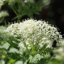 Cicely Myrrhis Odorata Flower Seeds for Planting, 100 pcs