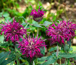 Monarda Flower Seeds for Planting, Mixed Panorama, 100 pcs
