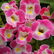 Pink Torenia Flower Seeds for Planting - 100 pcs