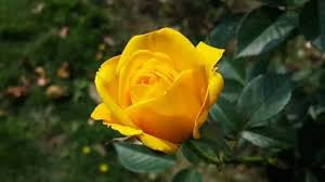 Deep Yellow Rose Plant Seeds for Planting - Non-GMO Heirloom Garden Seeds for Growing