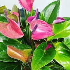 Mix Anthurium Flower Seeds for Planting - 100 pcs