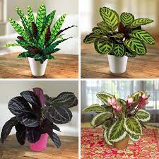 Mixed Calathea Plant Seeds for Planting - Heirloom & Non-GMO Seeds