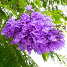Blue Jacaranda Mimosifolia Flower Seeds for Planting - NON GMO Seeds