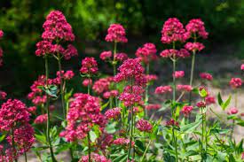 Red Valerian Centranthus Ruber Flower Seeds for Planting - Heirloom, NON-GMO, Easy to Grow