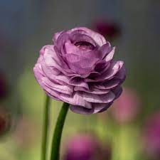 Ranunculus Friandine Lavender Flower Seeds for Planting - Heirloom and Non-GMO garden seeds