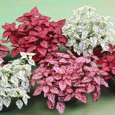 Pink Green Hypoestes Splash Flower Seeds for Planting - NON GMO Seeds