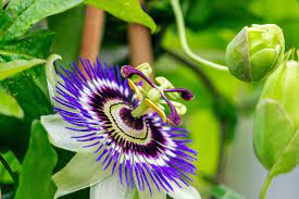 Organic Heirloom Passionflower Seeds – Non-GMO Medicinal Climbing Vine Seeds for Planting