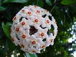 Aleurites Flower Seeds for Planting, Unique Blooms, 100 pcs