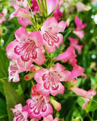 Organic Pink Penstemon Strictus Flower Seeds for Planting – Heirloom, Non-GMO
