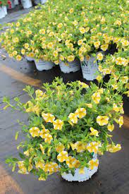 White Yellow Calibrachoa Seeds for Planting ƒ?? Organic, Heirloom, Non-GMO
