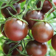 Chocolate Tomato Seeds for Planting - 100 Pcs pcs