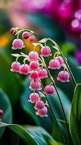 Pink Lily of the Valley flower Seeds for Planting - Non-GMO and Heirloom garden seeds