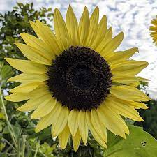 Yellow Lemon Sunflower Seeds for Planting - Grow Beautiful Flowers at your Home Garden