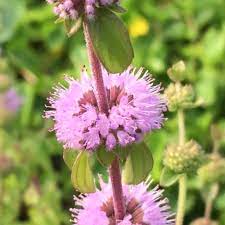 Violet Hedeoma pulegioides Flower Seeds for Planting - Heirloom & Non-GMO Seeds