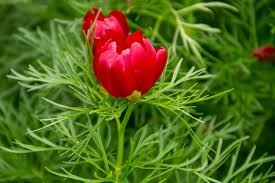 Heirloom Non-GMO Paeonia Red Tenufolia Flower Seeds for Planting – Fragrant Early-Blooming Garden Peonies