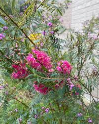 Pink Melaleuca Flower Seeds for Planting, 100 pcs