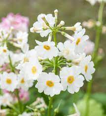Heirloom Non-GMO Primula Malacoides White Yellow Flower Seeds – Charming Blooms for Garden Planting