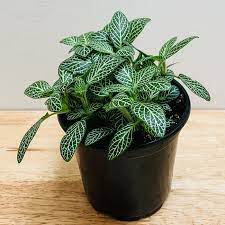 Fittonia Albivenis Seeds â€“ Heirloom, Non-GMO White Nerve Plant Seeds for Indoor Planting