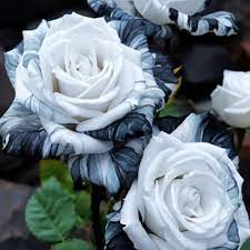 Black and White Rose Flower Seeds for Planting Non-GMO Heirloom Garden Seeds for Growing