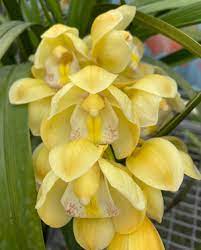 Light Green Cymbidium Orchid Seeds - Heirloom Non-GMO Planting Flower Seeds