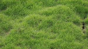 Midnight Kentucky Bluegrass Seed