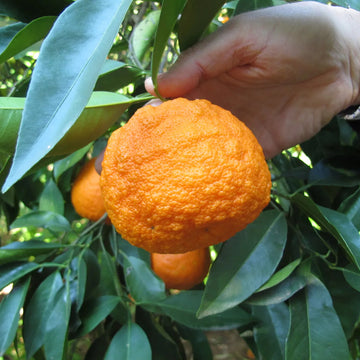 Bitter Orange Fruit Seeds