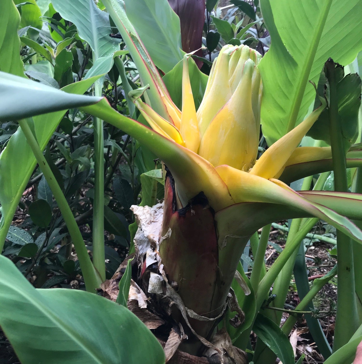 Heirloom Musella Lasiocarpa Flower Seeds – Rare Garden Plant - Musella for planting in home garden