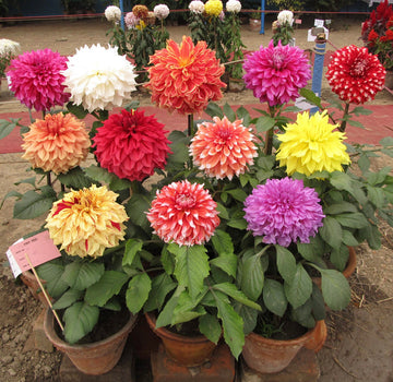 Giant Flower Seeds â€“ Heirloom, Non-GMO Seeds for Planting Bold and Colorful Garden Blooms