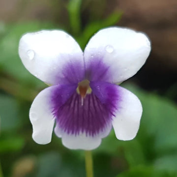 Heirloom Non-GMO Viola Purple White Flower Seeds for Planting – Decorative Blooming Flower Seeds