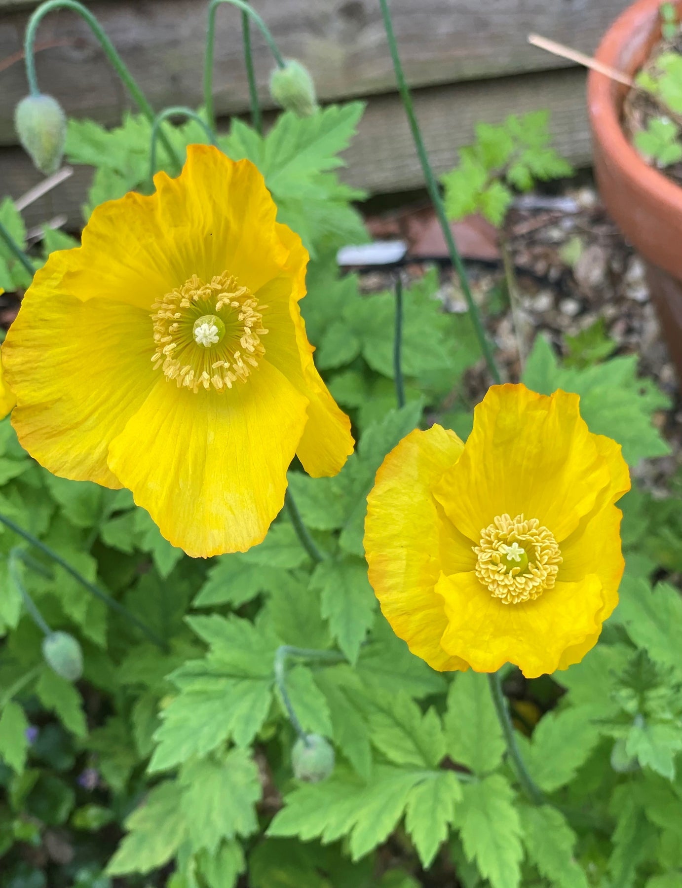 Meconopsis Cambrica Flower Seeds, Heirloom, Non-GMO Seeds for Planting - Cambrica for planting in home garden
